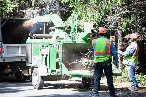 Best Seasonal Cleanup (Spring/Fall)  in Las Lomas, TX